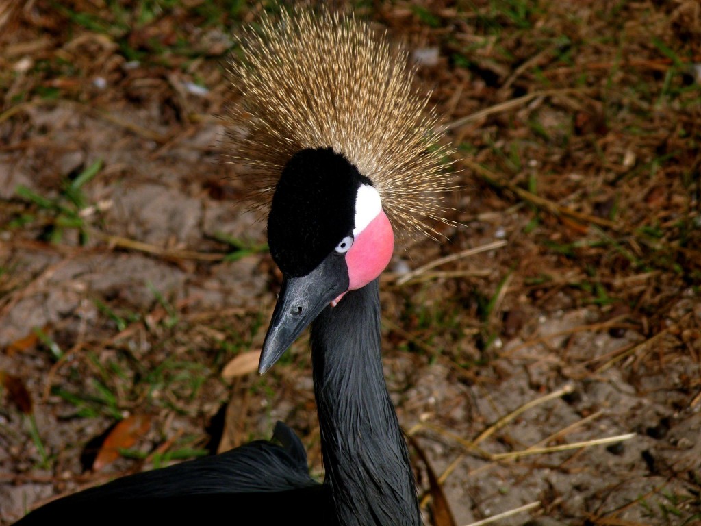 características do grou-coroado-preto