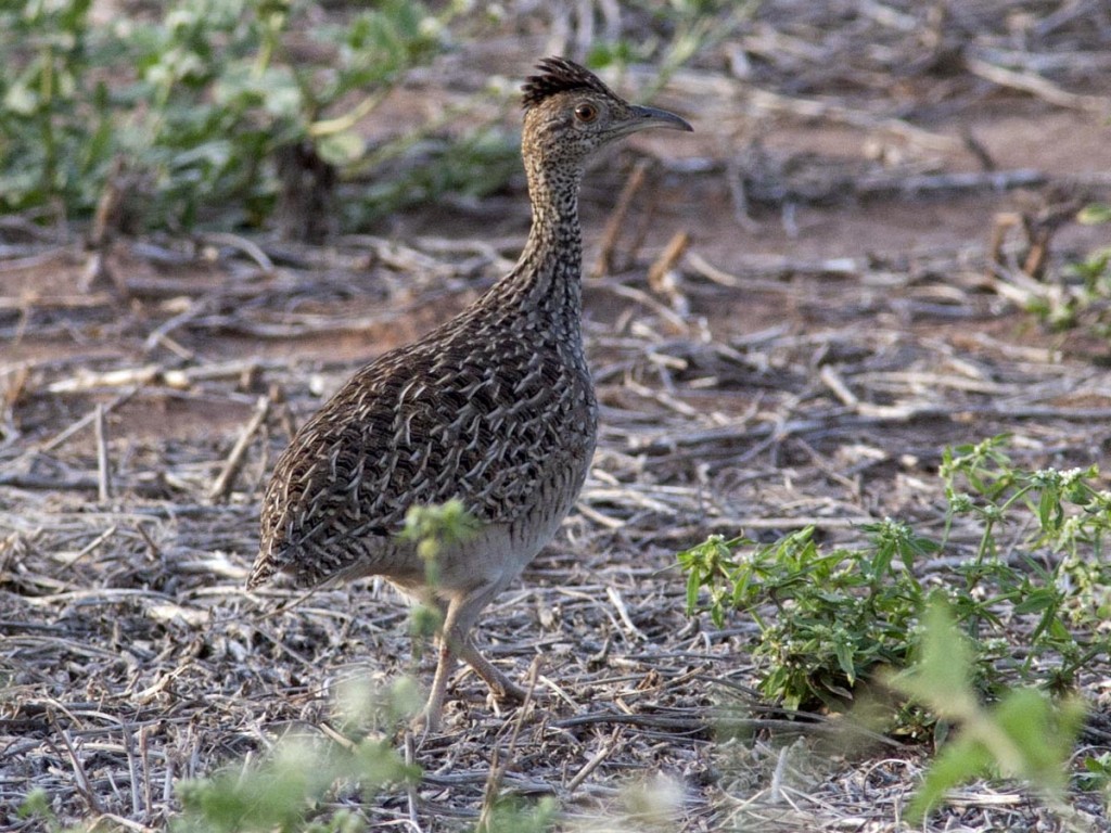 caracteristicas do inhambu-do-chaco