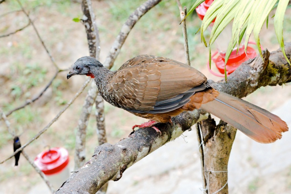 caracteristicas do jacu barbudo