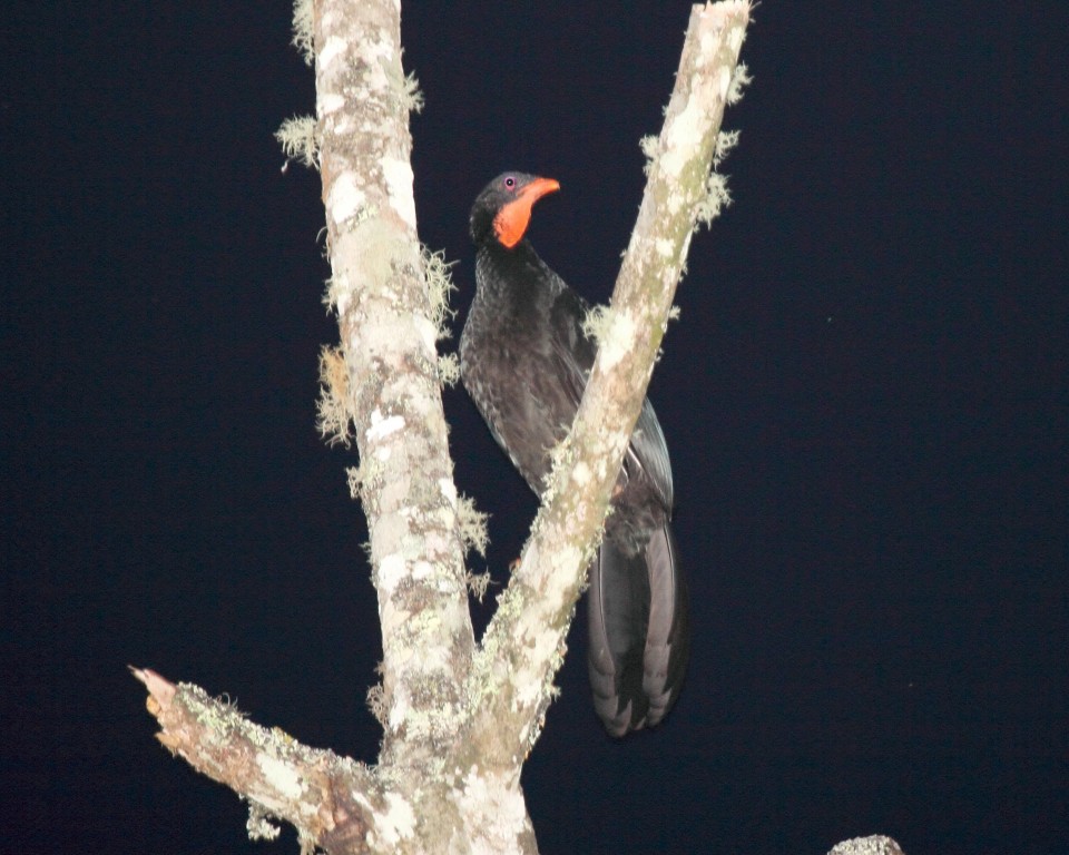 caracteristicas do jacu-do-planalto