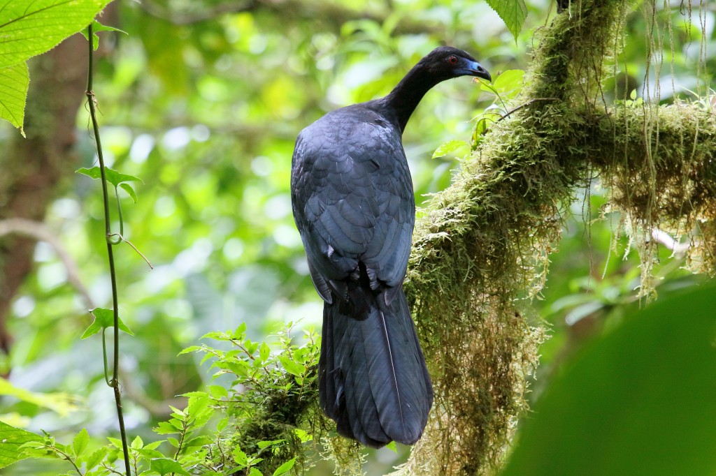 caracteristicas do jacu-preto