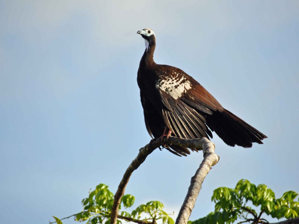 caracteristicas do jacutinga-de-trinidad