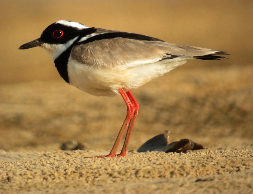 caracteristicas do mexeriqueira