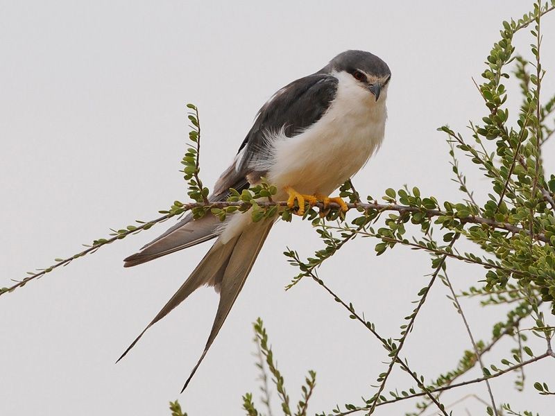 caracteristicas do milhafre-de-cauda-tesoura