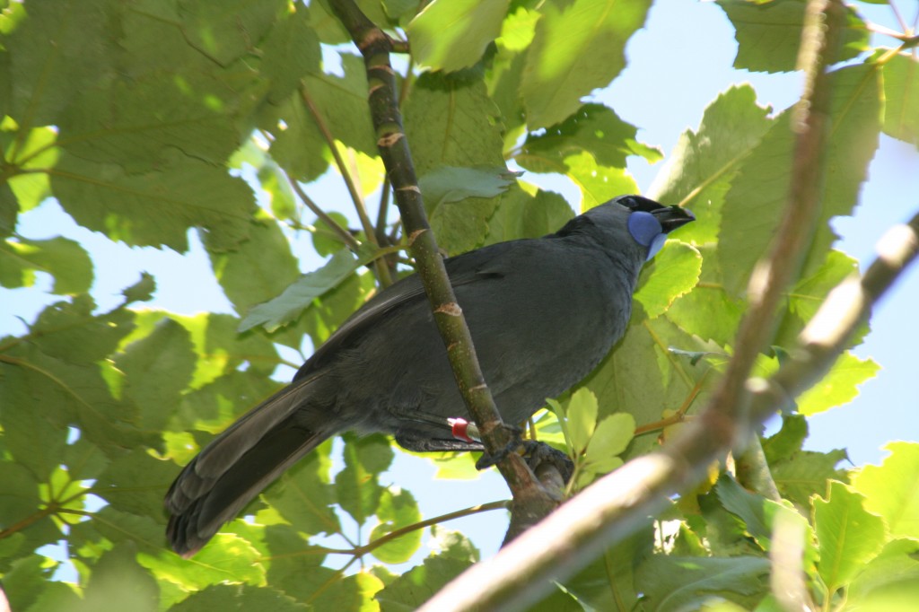 caracteristicas do north island kokako