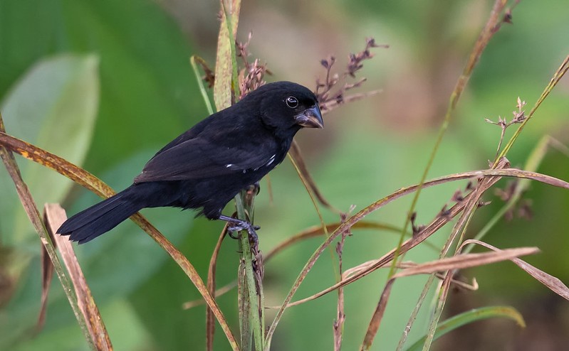 caracteristicas do papa-camim-de-bico-grosso