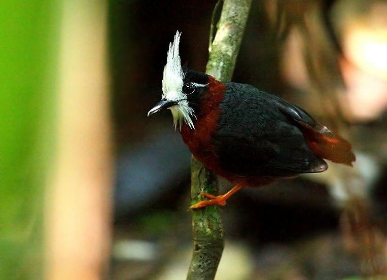 características do papa-formiga-de-topete