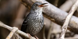 características do papa-formiga-do-igarape