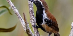 características do papa-formiga-do-sincora