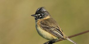 características do papa-moscas-canela 