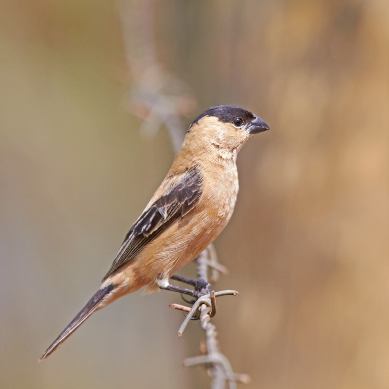 caracteristicas do papa-moscas-de-cabeca-preta macho