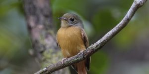 características do papa-moscas-uirapuru