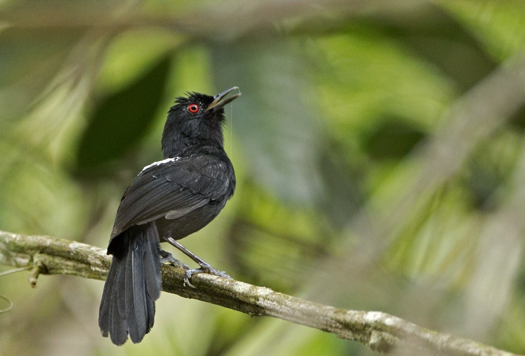 caracteristicas do papa-taoca-da-bahia