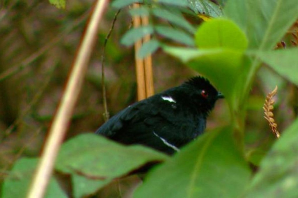 características do papa-taoca-de-pernambuco