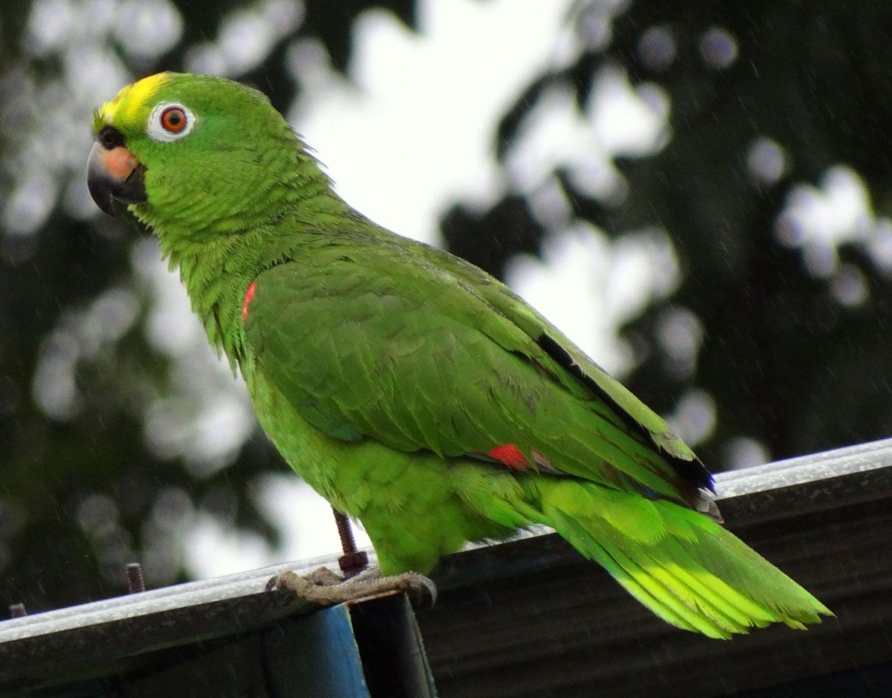 características do papagaio-campeiro
