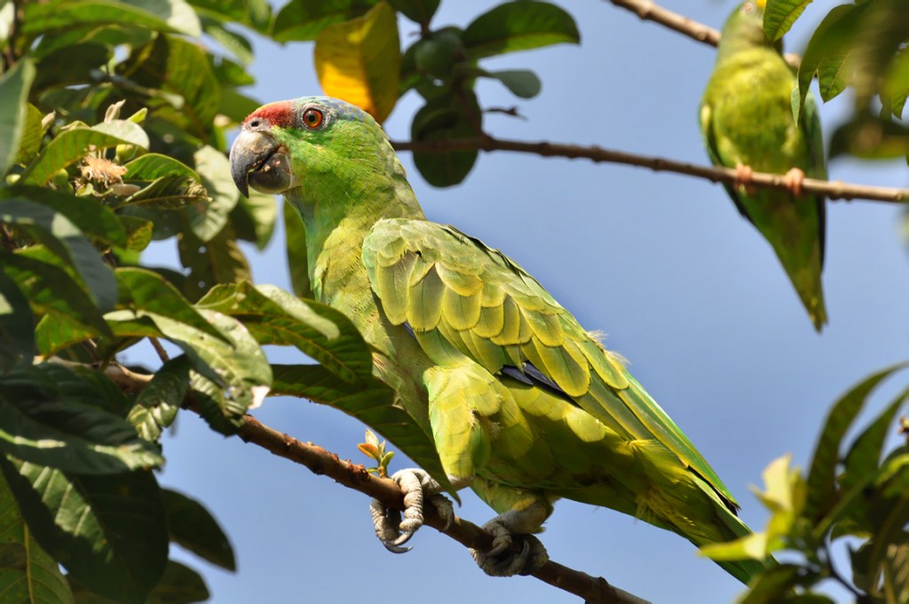 características do papagaio-da-varzea