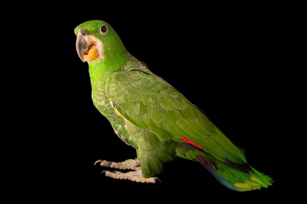 características do papagaio-dos-garbes