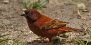 características do pardal-castanho