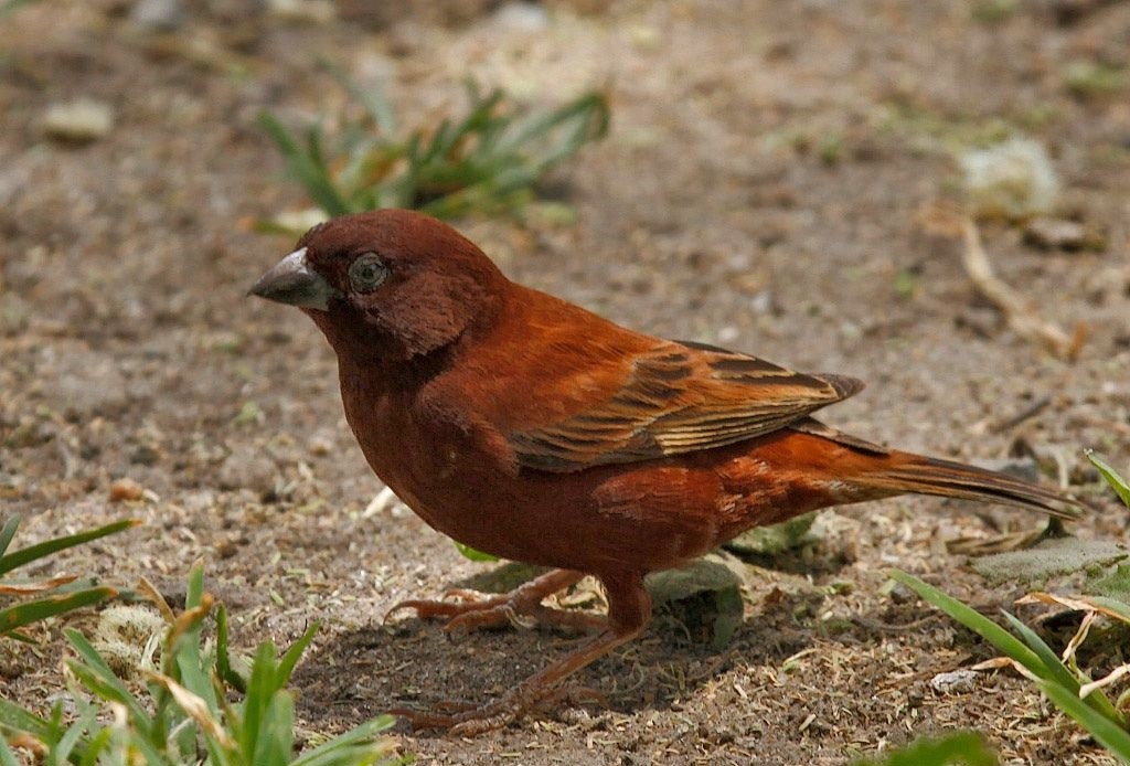 características do pardal-castanho