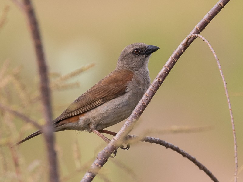 características do pardal-de-cabeca-cinzenta