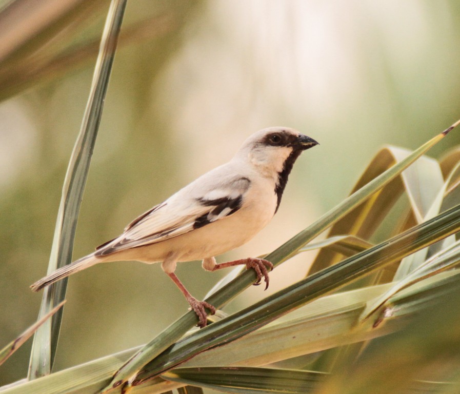 características do pardal-do-deserto