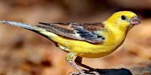 características do pardal dourado