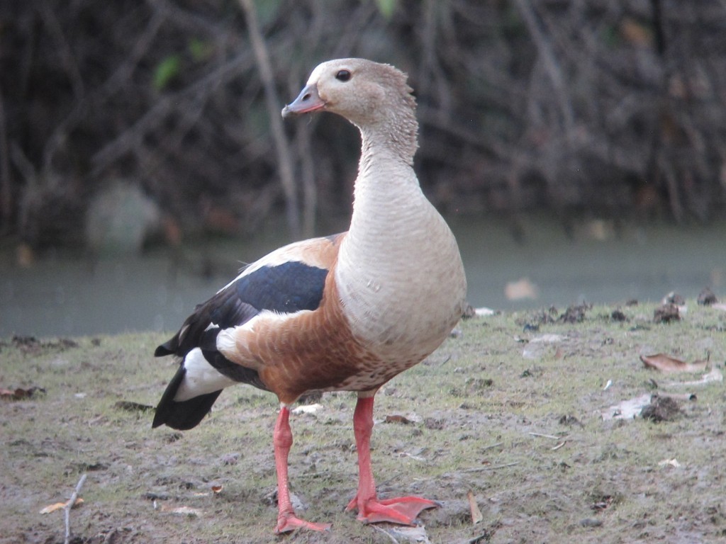 características do pato-corredor