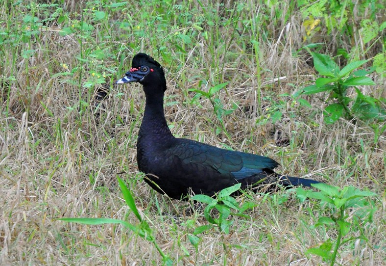 caracteristicas do pato-do-mato