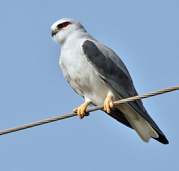 caracteristicas do peneireiro-cinzento