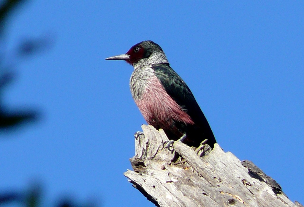 caracteristicas do pica-pau de lewis