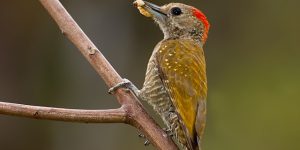 caracteristicas do pica-pau-fura-laranja