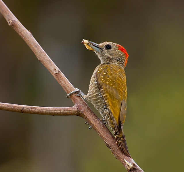 caracteristicas do pica-pau-fura-laranja