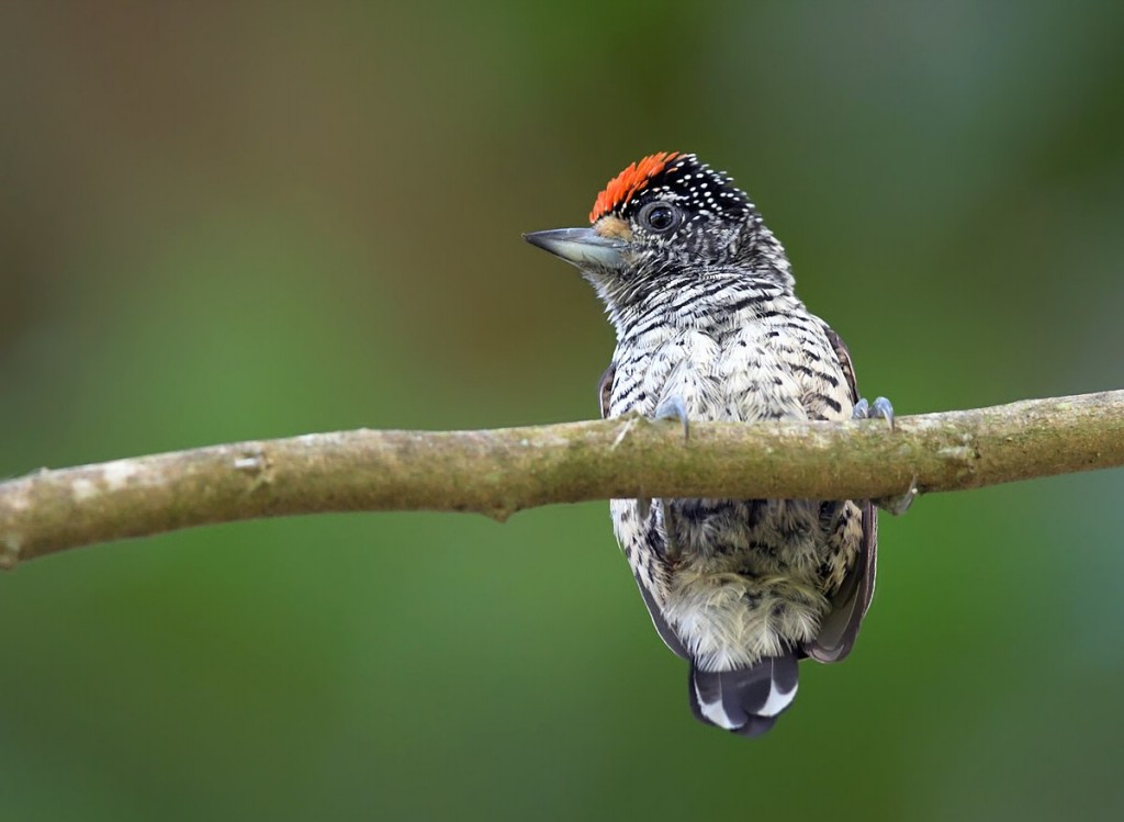 caracteristicas do picapauzinho da varzea