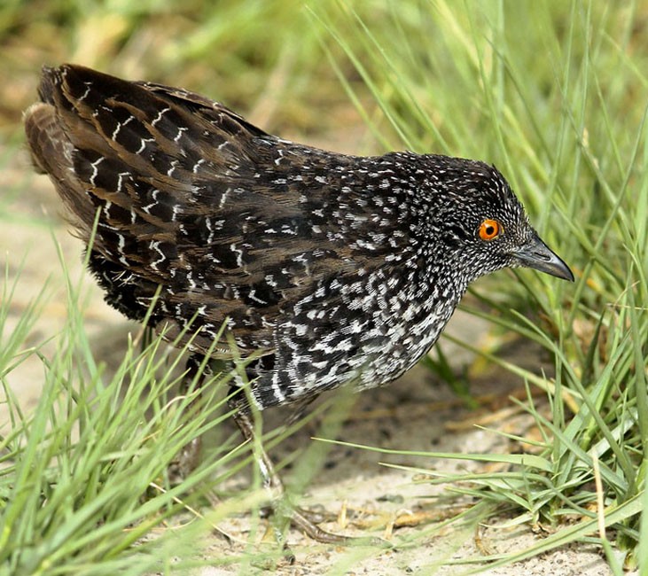 caracteristicas do pinto-d'água-carijo