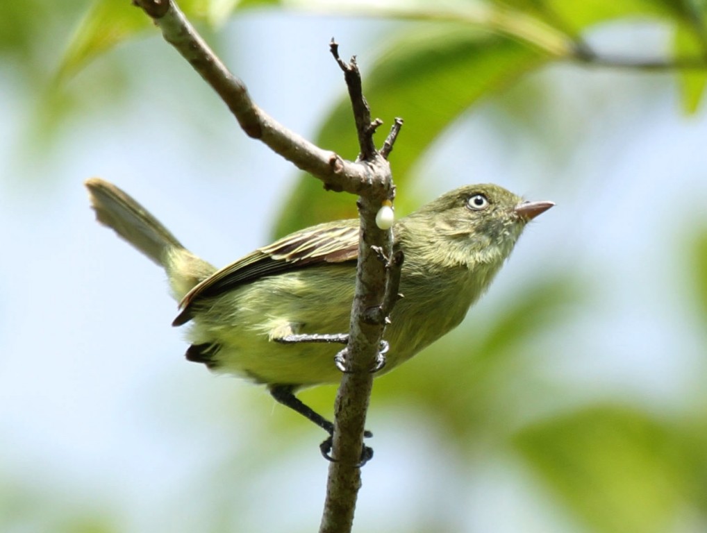 caracteristicas do poaieiro-de-chico-mendes