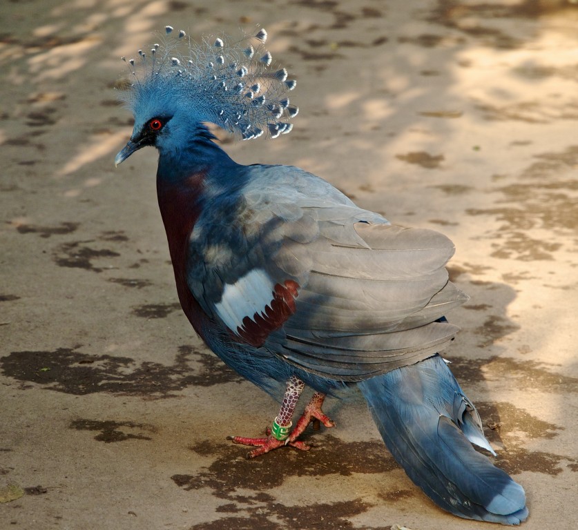 características do pombo coroado victoria