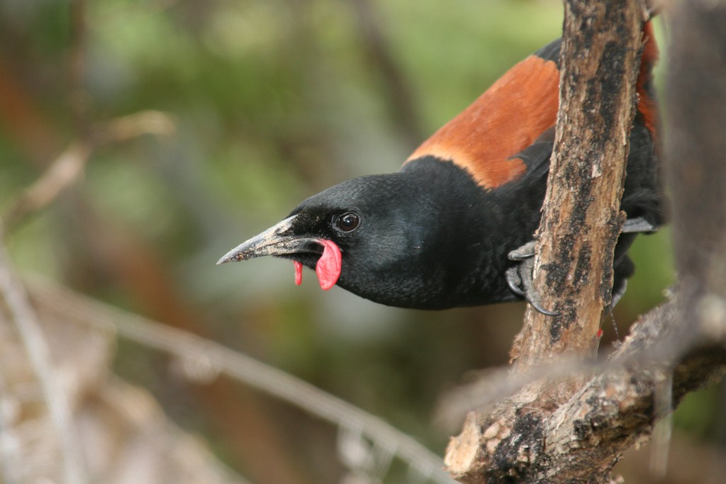 caracteristicas do saddleback da Ilha do norte