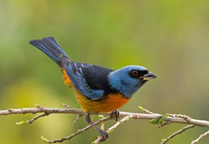 características do sanhaco-papa-laranja