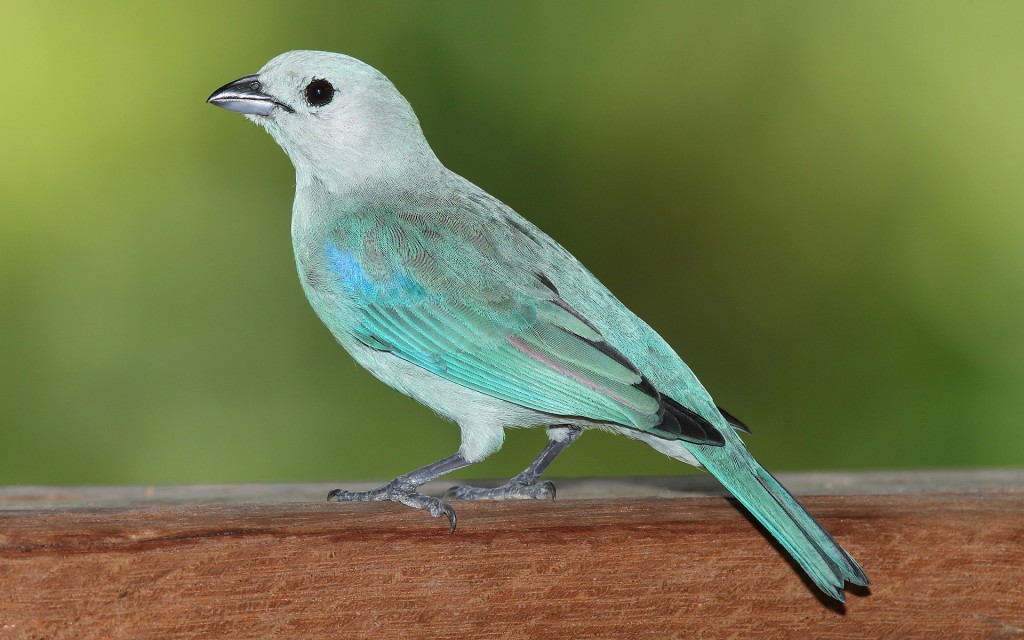 caracteristicas do sanhacu-azul