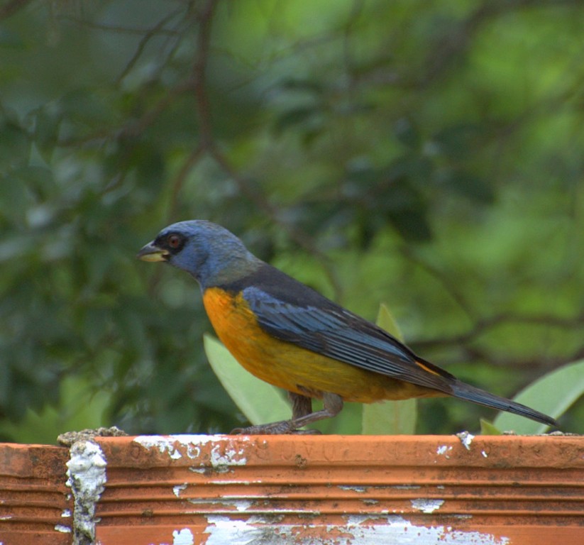 caracteristicas do sanhacu-papa-laranja