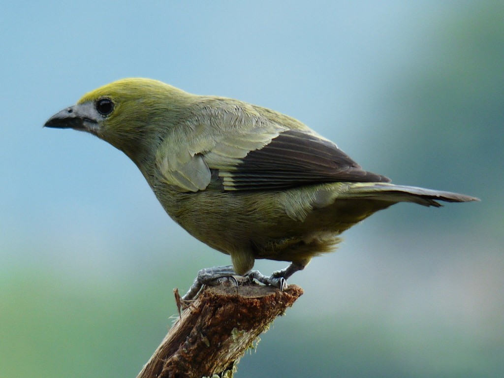 caracteristicas do sanhacu-verde