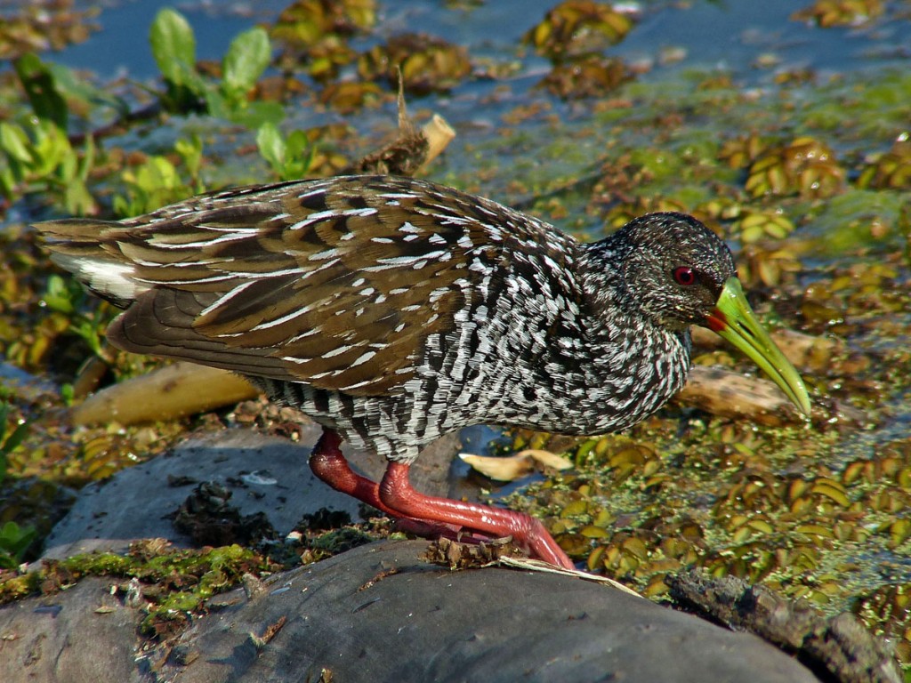 caracteristicas do saracura-carijo