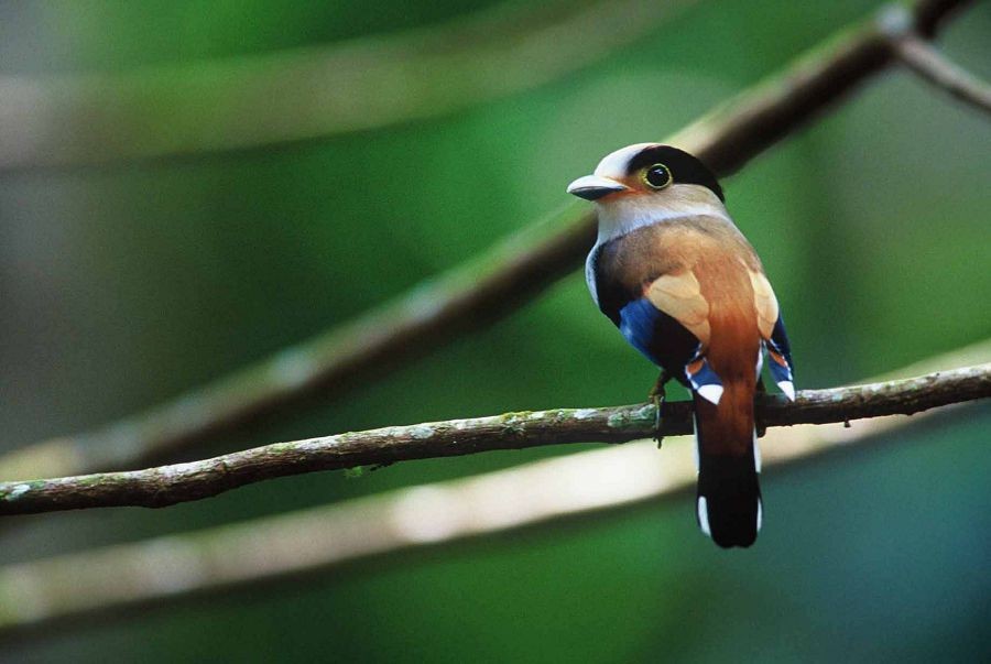 caracteristicas do silver-breasted broadbill