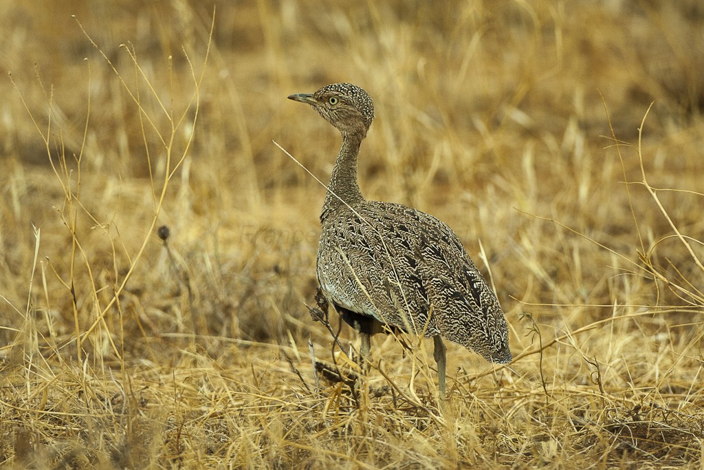 caracteristicas do sisao de crista parda