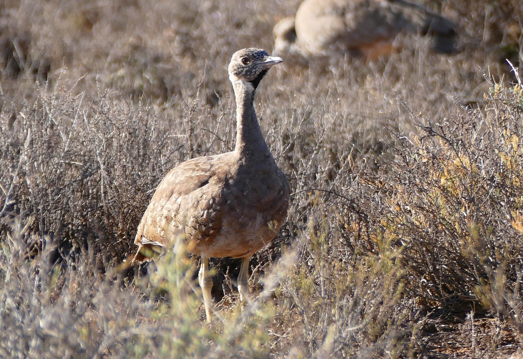 caracteristicas do sisao do karoo