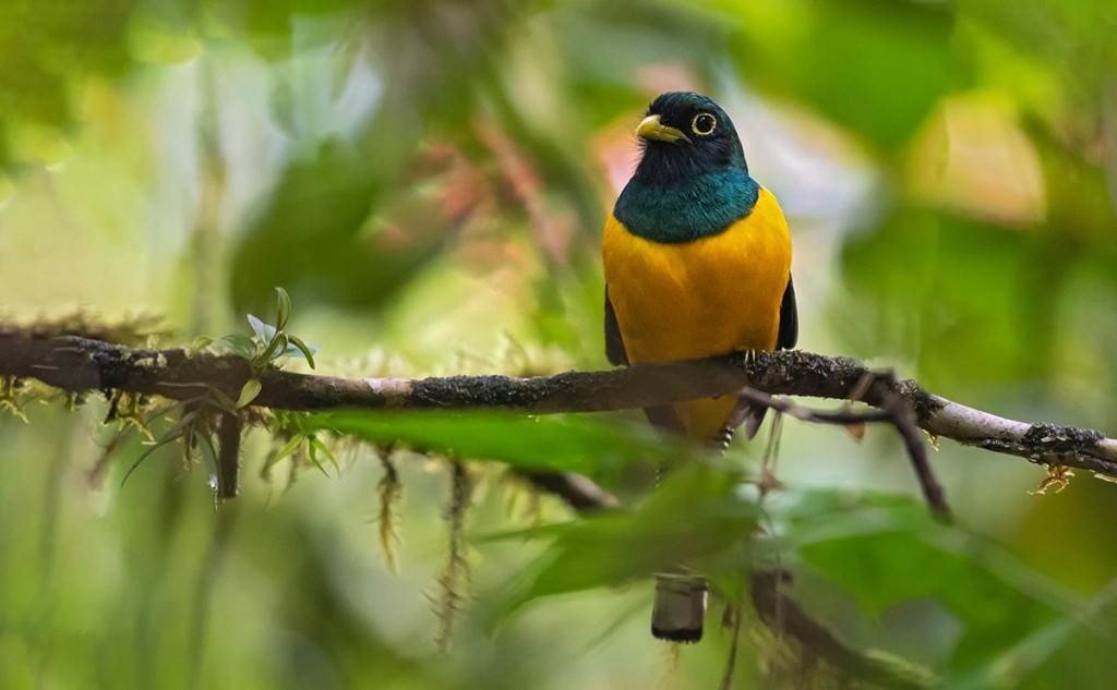 caracteristicas do surucua-dourado