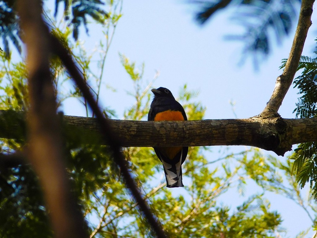 caracteristicas do surucua-grande-de-barriga-amarela