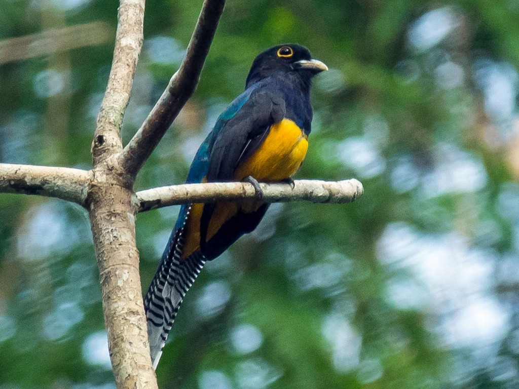 características do surucua-pequeno