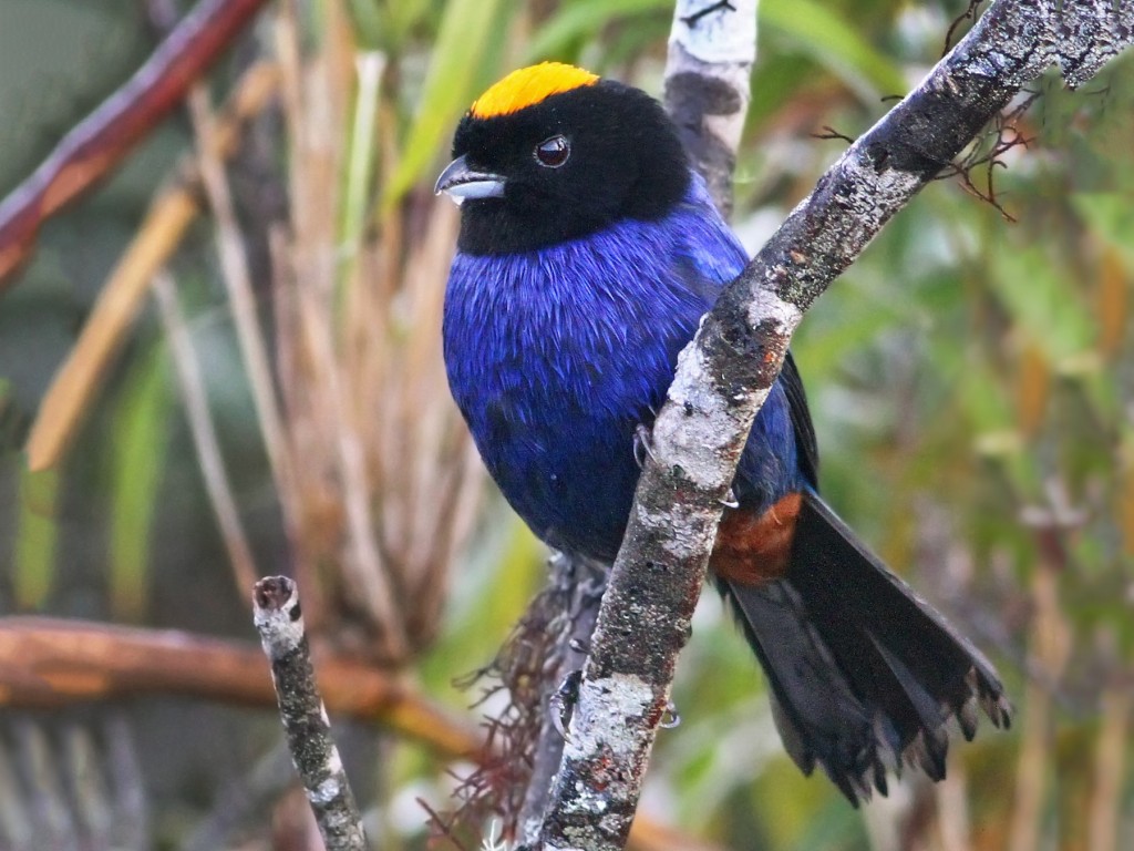 características do tangara-de-coroa-amarela