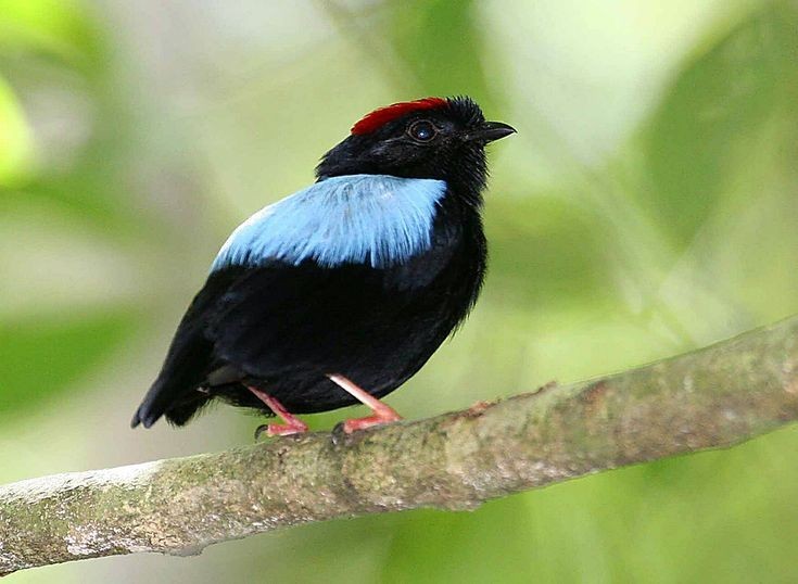 características do tangara-falso